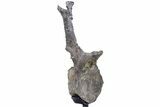 Rare, Stegosaurus Caudal Vertebra w/ Prong Morphology - Wyoming #232733-6